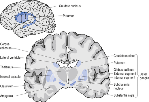 B9780702040627000115_f11-01-9780702040627