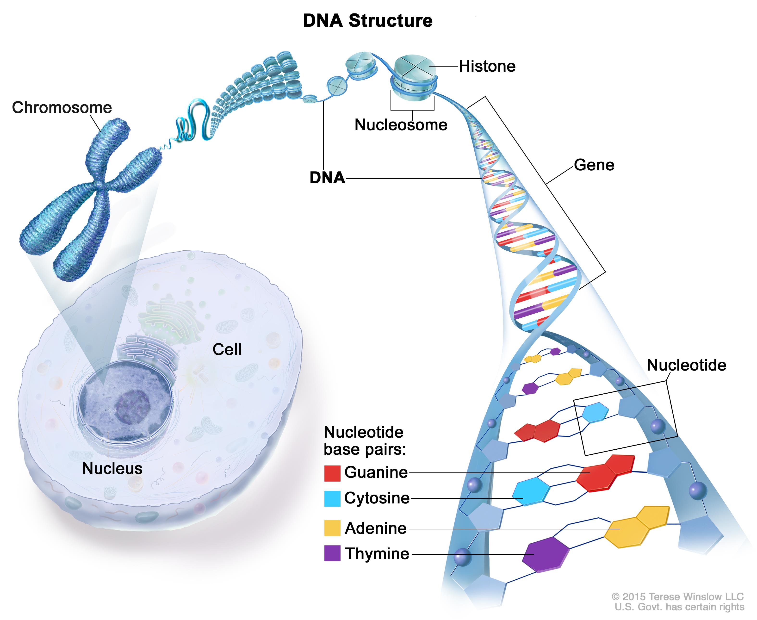 Chromosome 22 and Parkinson's disease – The Science of Parkinson's