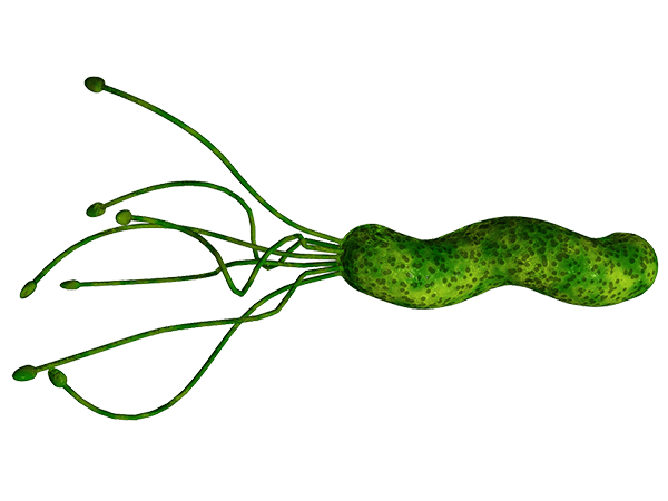 o_helicobacter-pylori