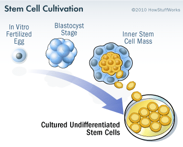 stem-cell-cultivation-3