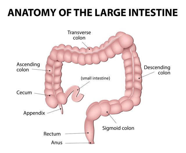 Appendix Anatomy Appendix Picture Location Definition
