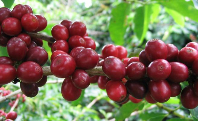 coffeeberry_1338562952_62
