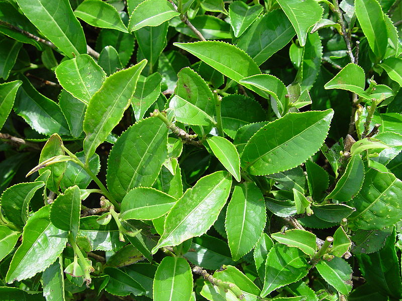 800px-csinensis