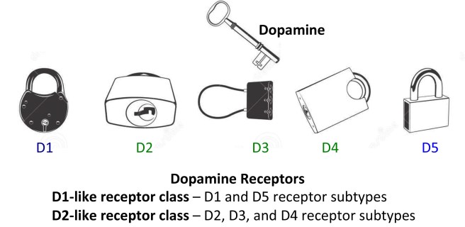 dopamine-receptors-150803