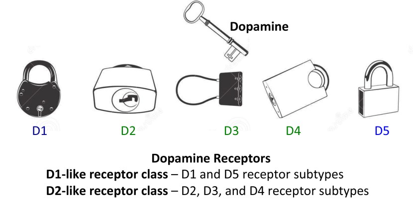 dopamine-receptors-150803