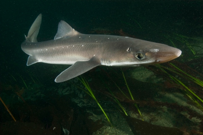 Spiny dogfish 096