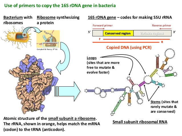 16s-ribosomal-dna-sequence-analysis-13-638