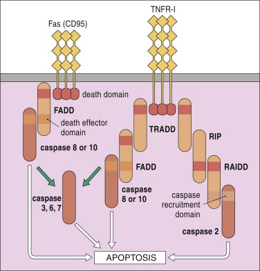 3-s2-0-b9780323069472100203-f20-05-9780323069472