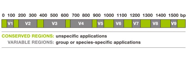 M_00-06 DNA based kuva 3.jpg