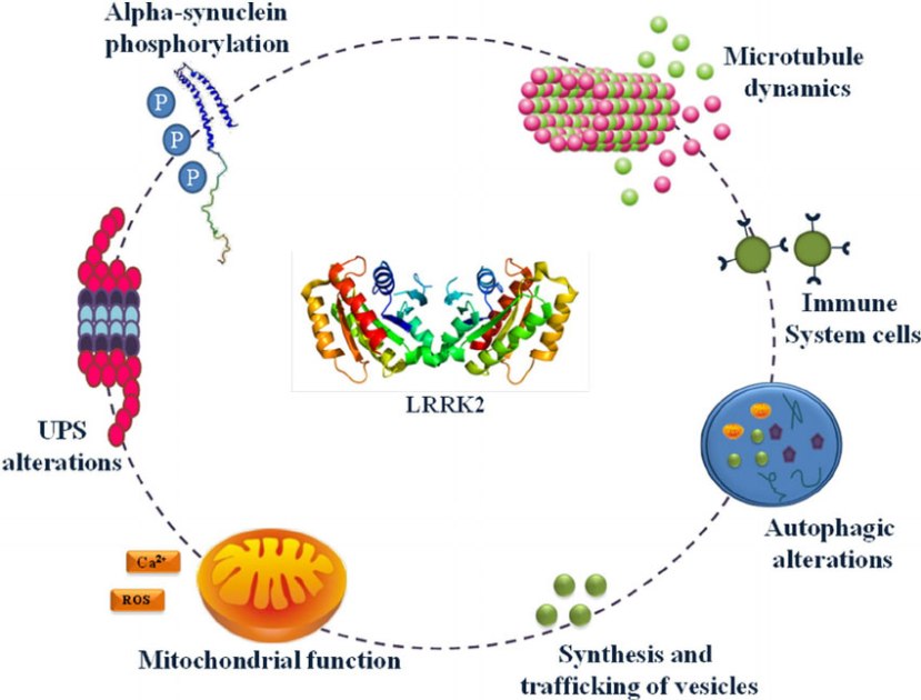 Fig-2-LRRK2-involvement-in-cellular-mechanisms-Several-data-posit-that-LRRK2-through