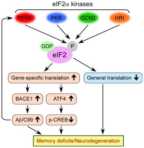 Roles of eIF2 kinases in the pathogenesis of Alzheimer's disease