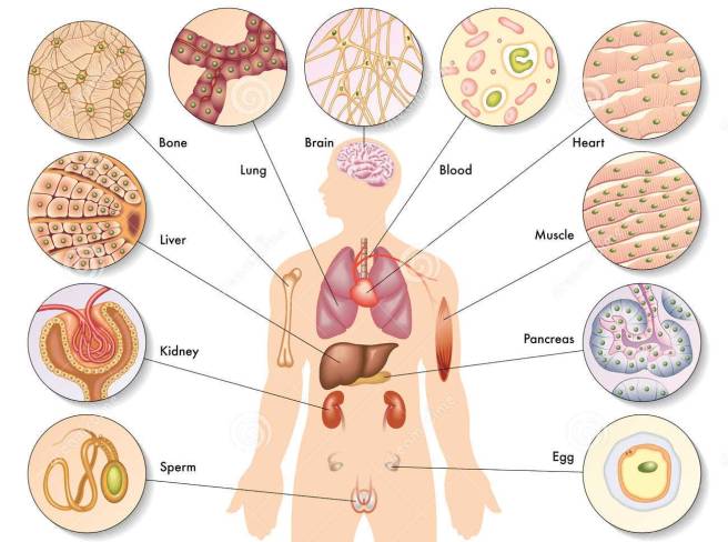 human-body-cells-25962548