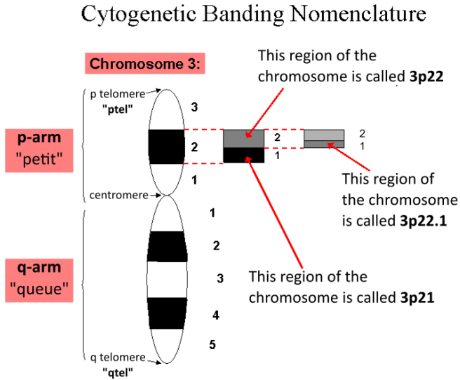 Cytogenetic_Banding_Nomenclature