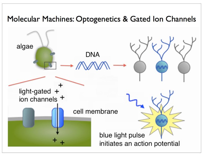 Optogenetic-infographic