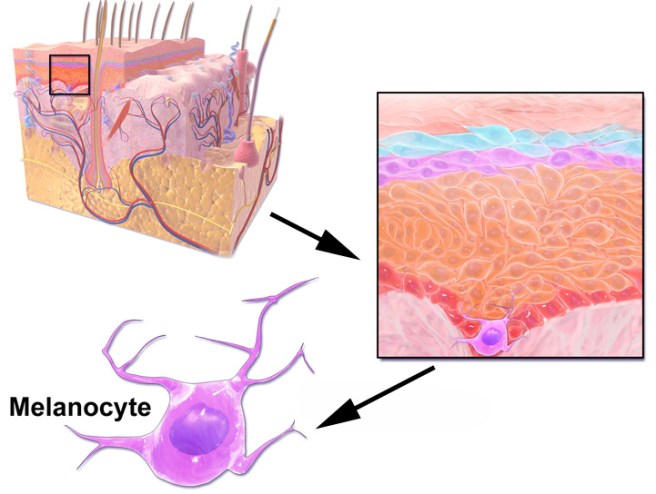 Blausen_0632_Melanocyte