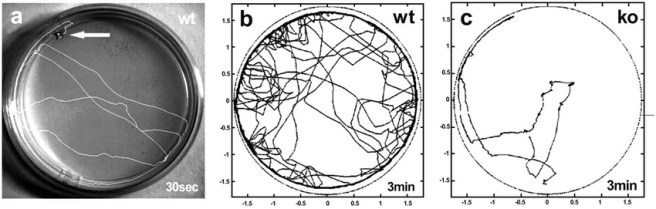 Fig-4-Experimental-study-of-Drosophila-locomotor-behaviour-a-An-adult-wild-type
