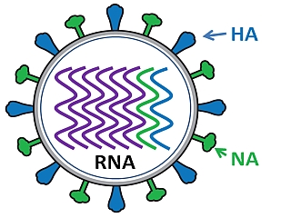 influenzaha-na