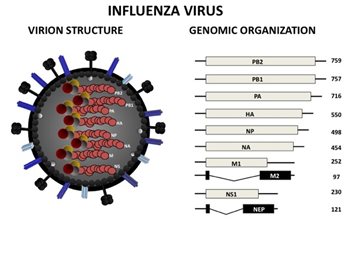 martinez-influenza-virus