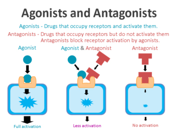 Agonists_and_antagonists