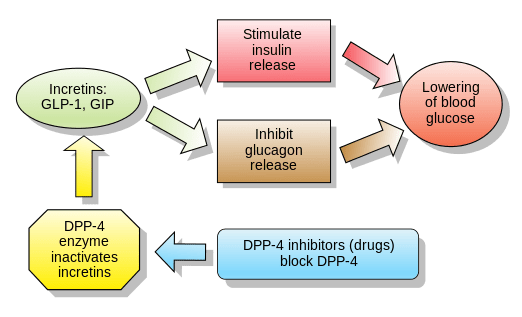 Incretins_and_DPP_4_inhibitors.svg