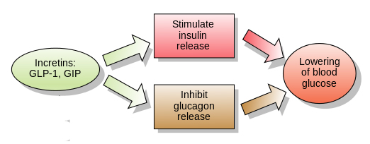 Incretins_and_DPP_4_inhibitors