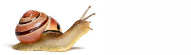 Snail2
