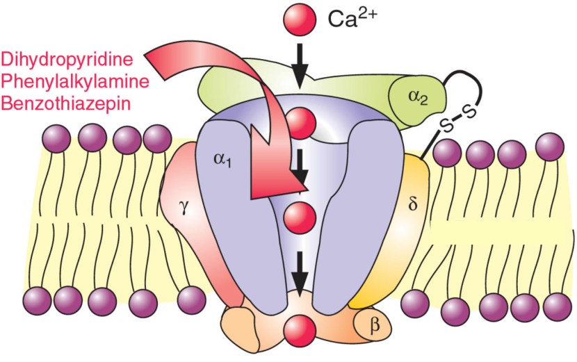 On the importance of Calcium – The Science of Parkinson's
