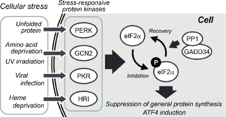 ISRIB: The ISR InhiBitor – The Science of Parkinson's